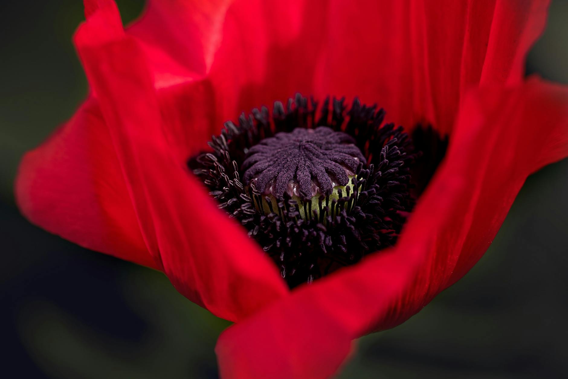 close up photography of red poppy flower