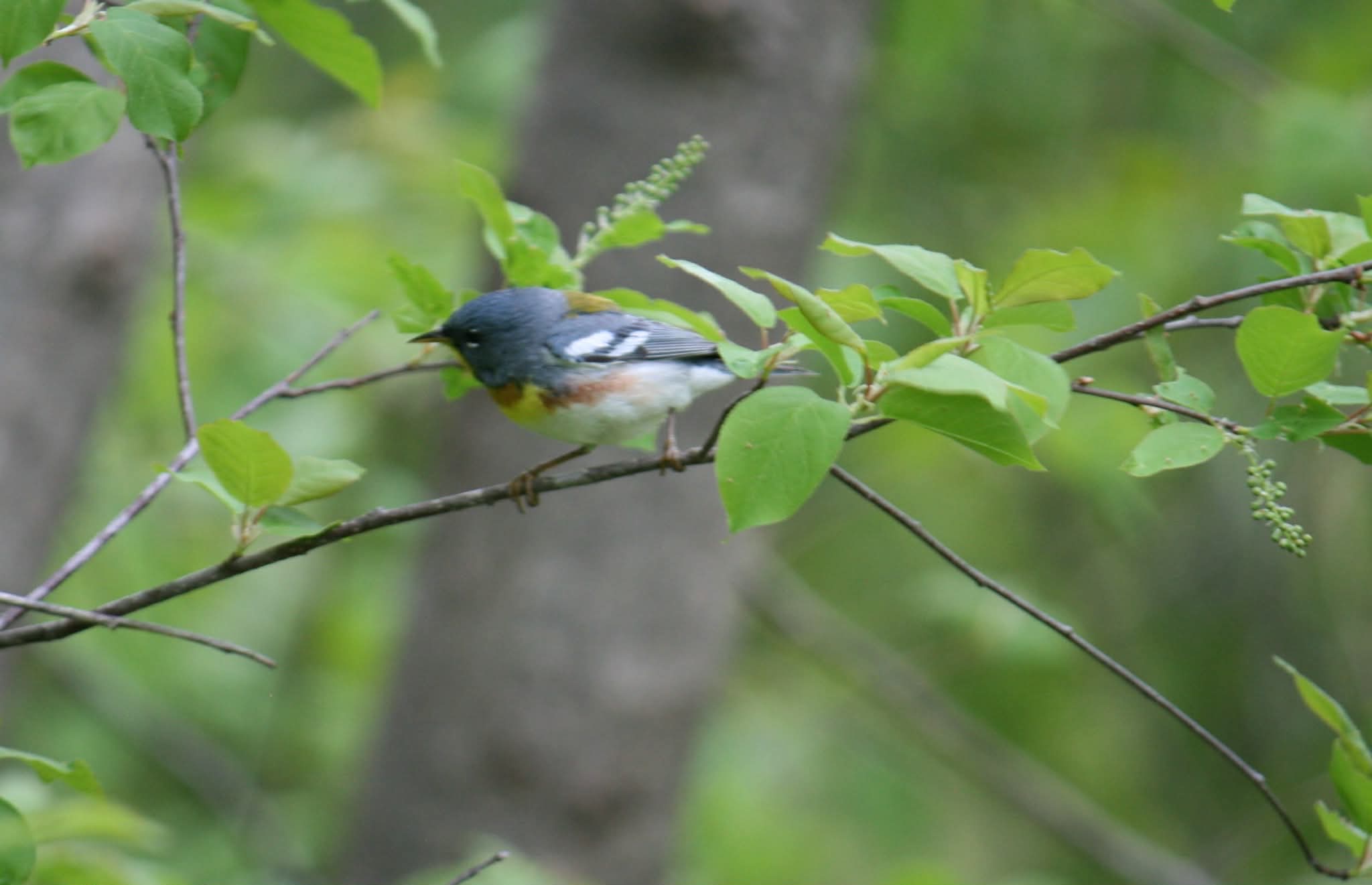 For the Birds: A Journey from Curiosity to Joy