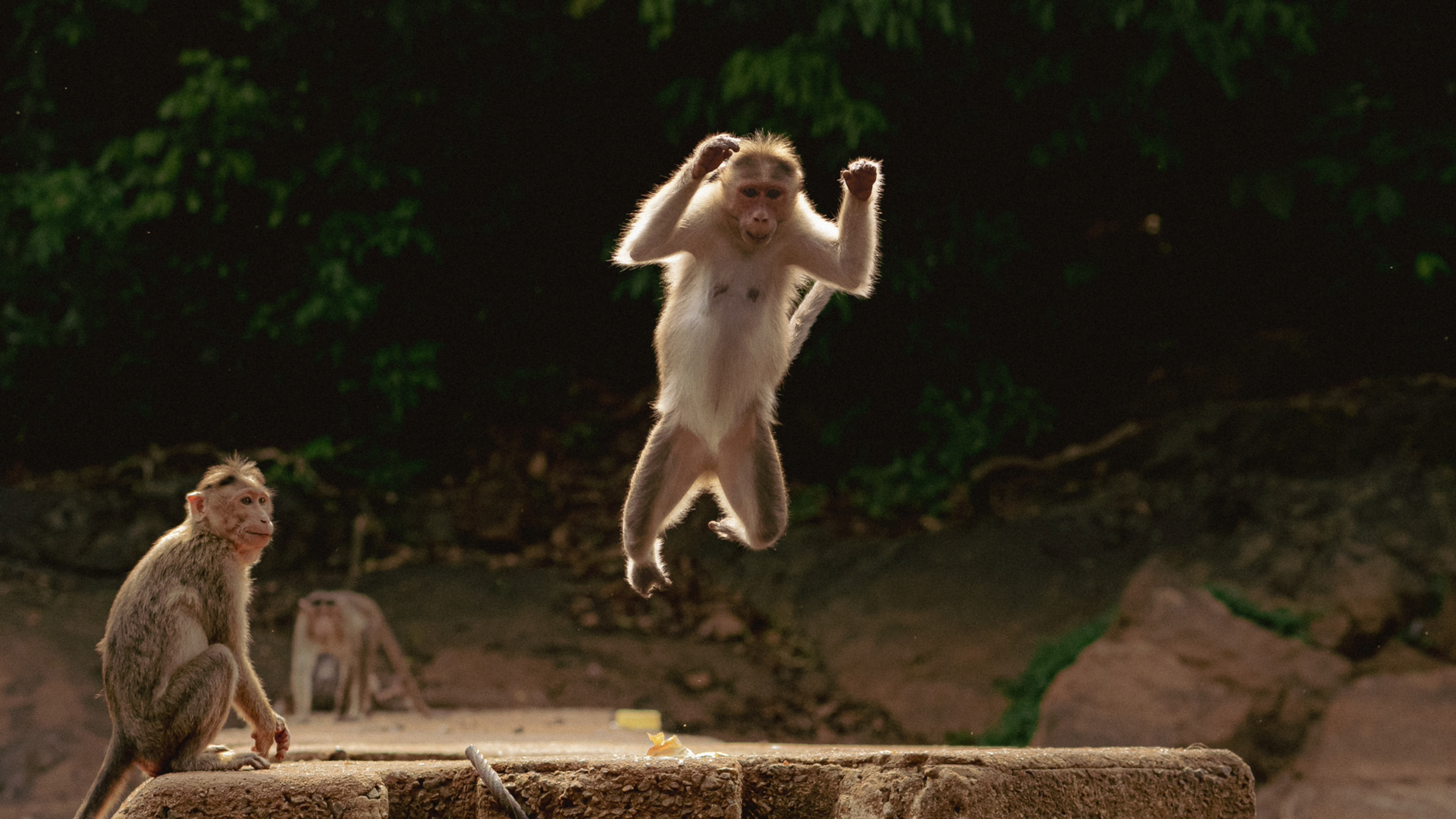Monkey Business
